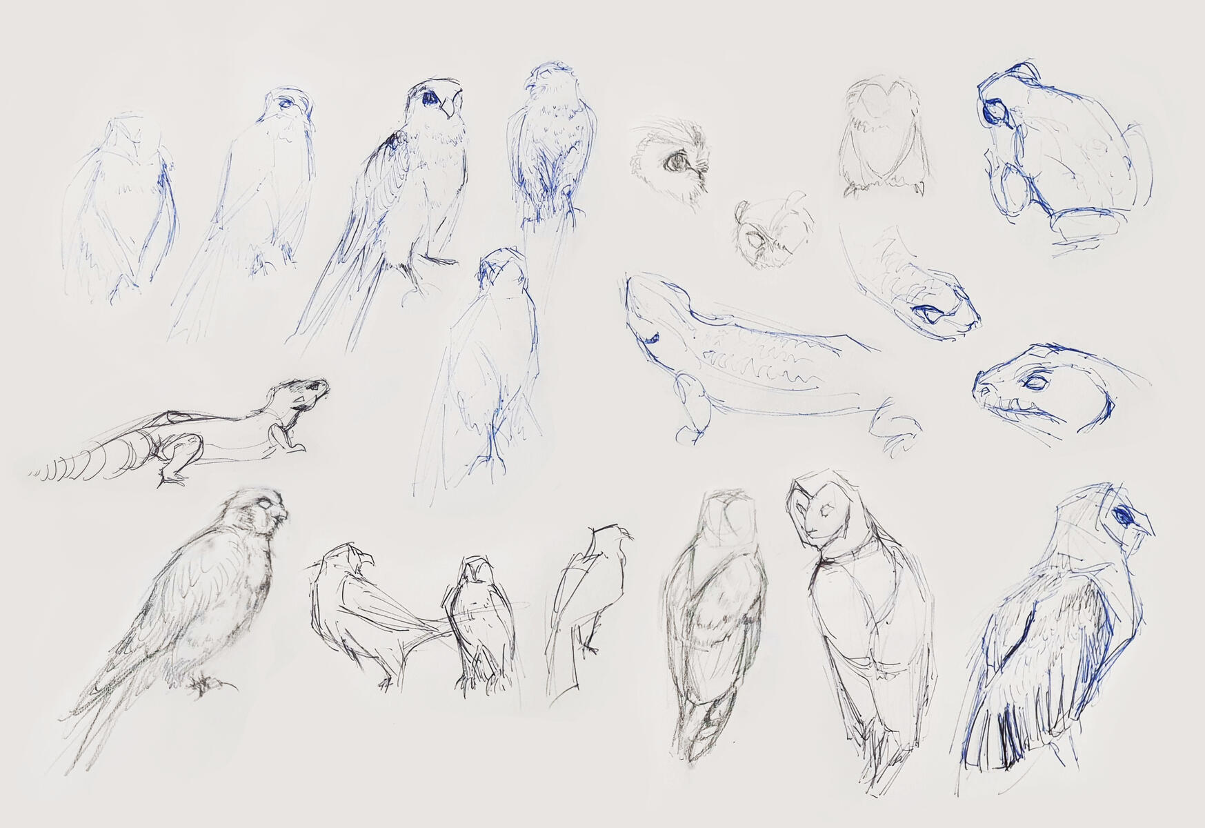 Live animal drawings