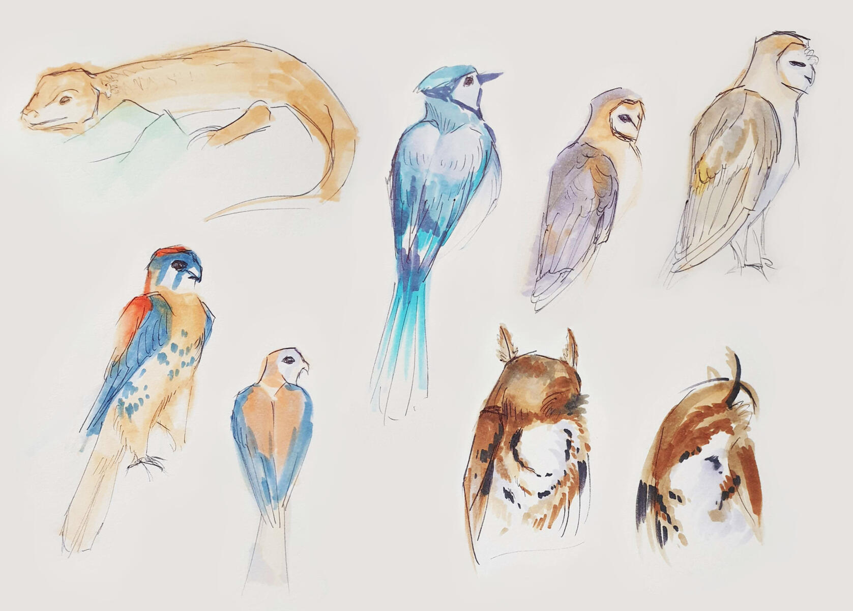 Live animal drawings