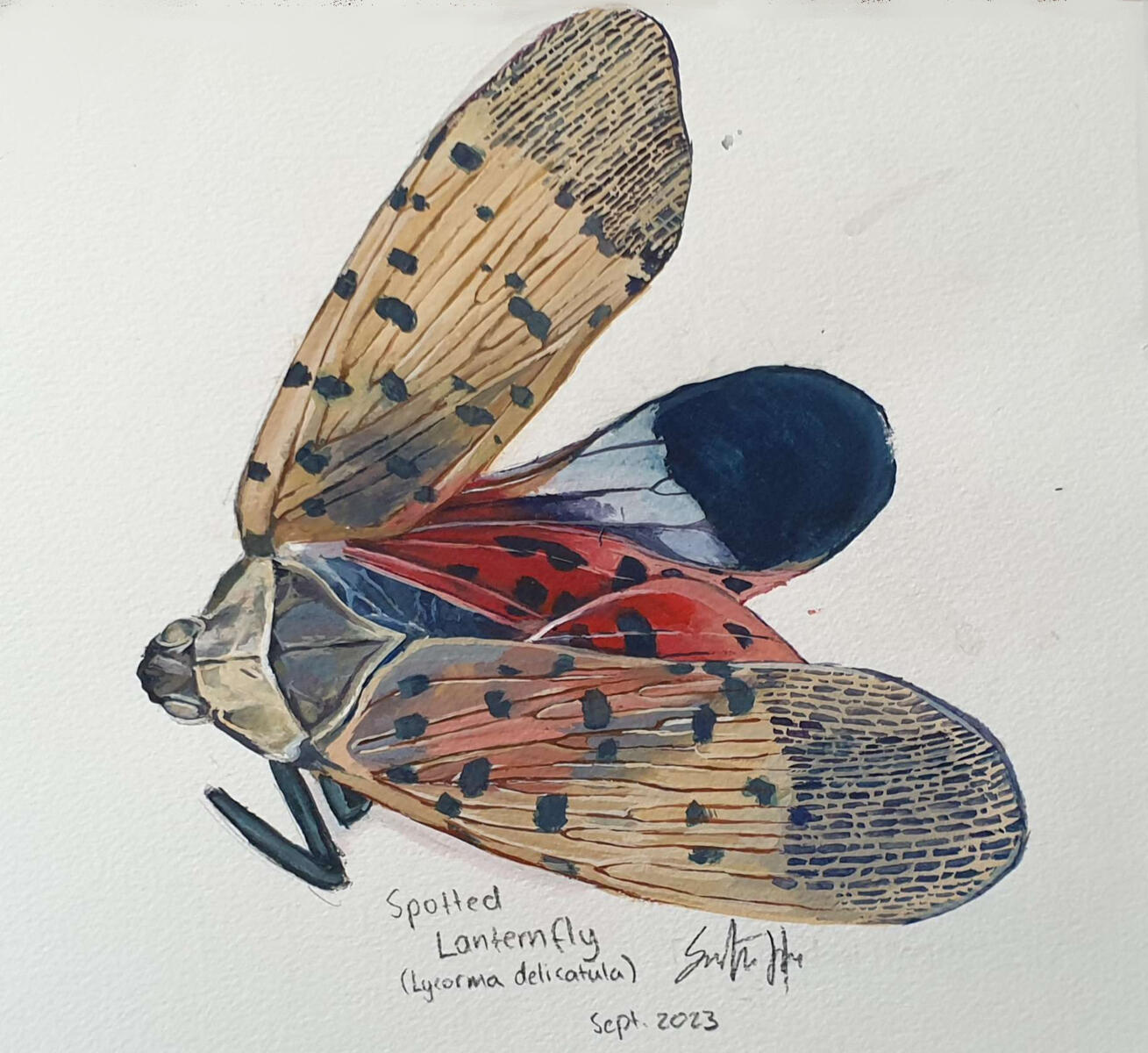 Gouache study of a lantern fly