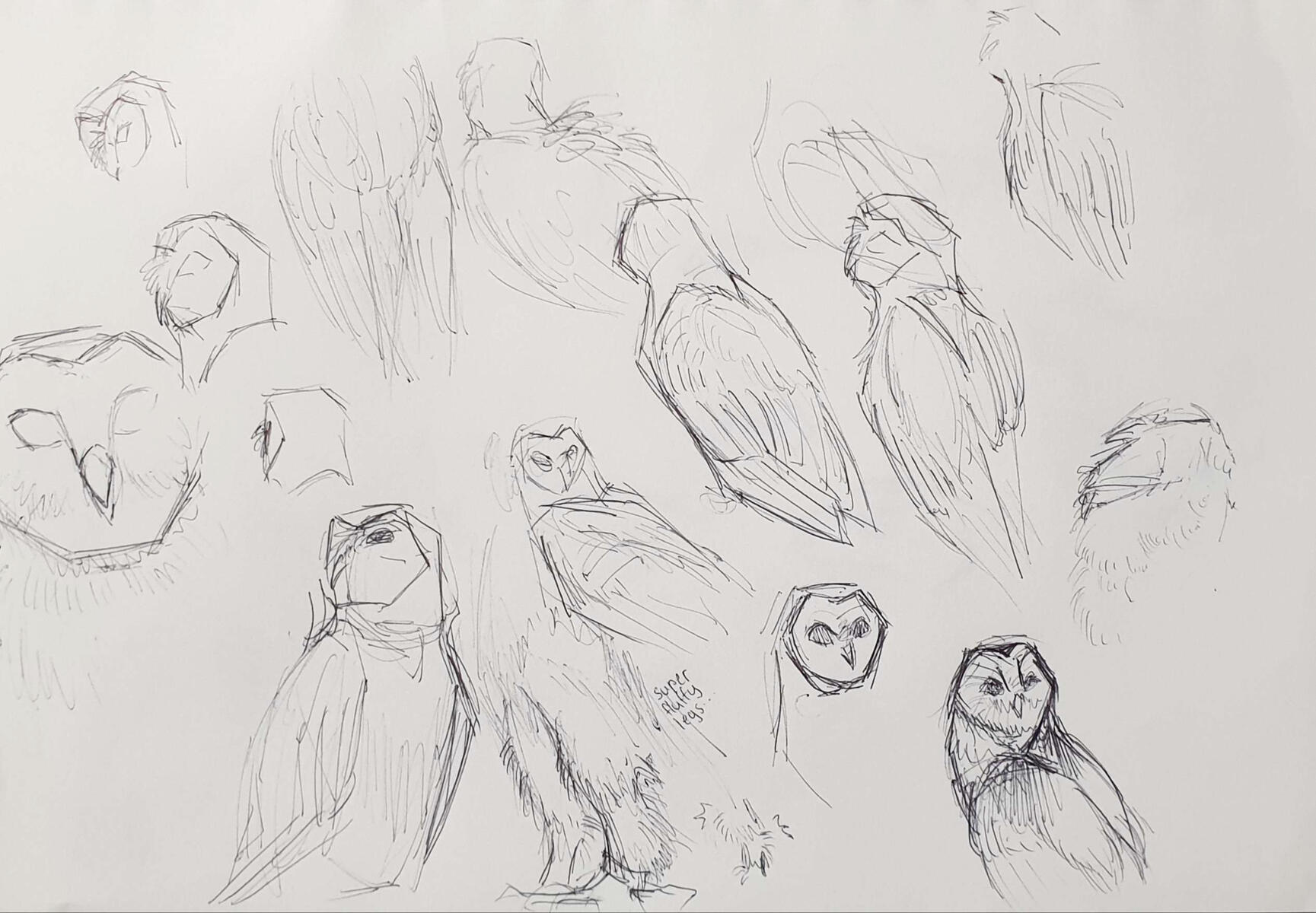 Live animal drawings